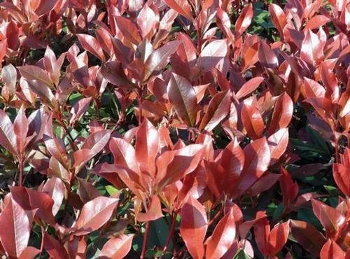 photinia dynamo red.jpg
