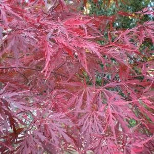 Acer palmatum 'Orangeola' (Orangeola Japanese Maple) #7