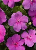 Impatiens