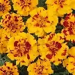Marigold