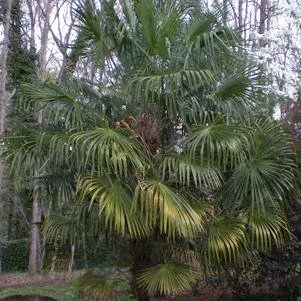 Trachycarpus fortunei (Hardy Windmill Palm) #7