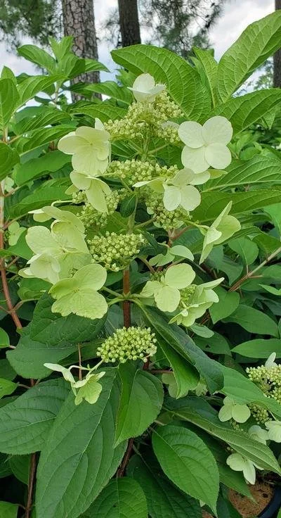Hydrangea paniculata 'Fire and Ice' #3