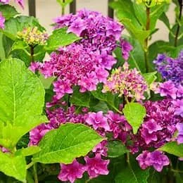 Hydrangea macrophylla 'Cherry Explosion' #3