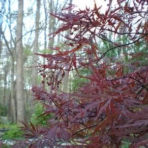 Acer palmatum var. diessectum 'Tamukeyama' (Tamukeyama Japanese Maple)#7
