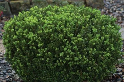 Buxus microphylla var. japonica 'Gregem' (Baby Gem Boxwood) #3