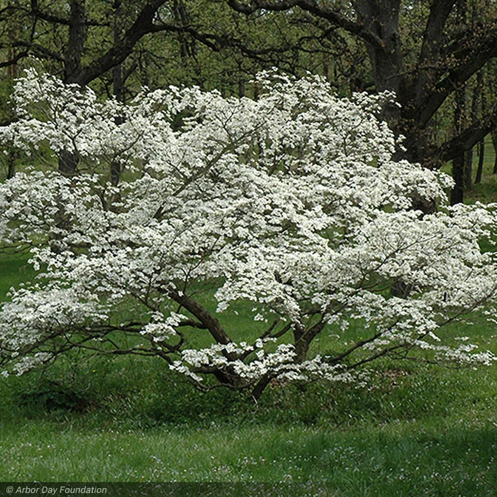 Cornus florida 'Cherokee Princess' (Cherokee Princess Dogwood) #10