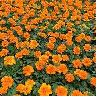 janie deep orange.webp