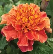 strawberry blonde.webp