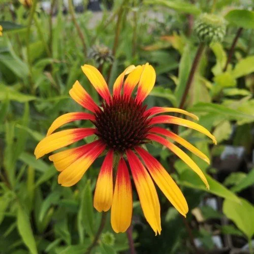 purpursolhat-fiery-meadow-mama-echinacea-purpurea-fiery-meadow-mama.jpg