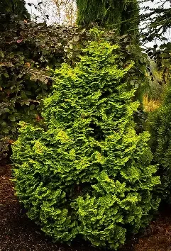 Chamaecyparis obtusa 'Kosteri' (Koster's Hinoki Cypress) #7