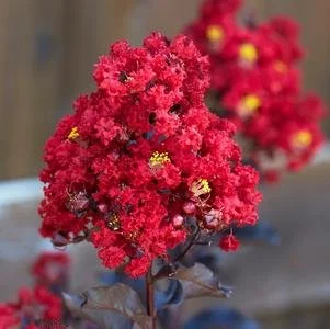 black diamond red hot.jpg