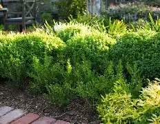 Buxus x Babylon Beauty™.webp