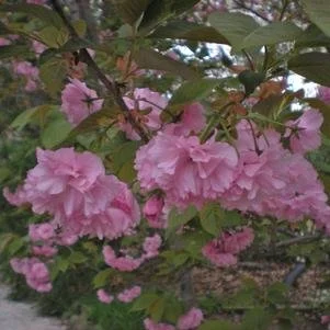 Prunus serrulata 'Kanzan' (Kwanzan Flowering Cherry) #20