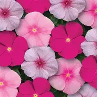 titan buble gum mix.webp