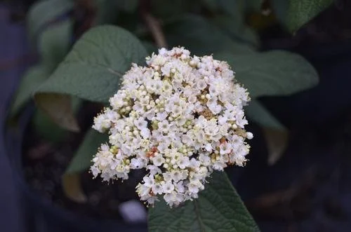 Viburnum x rhytidophylloides 'Alleghany' #3