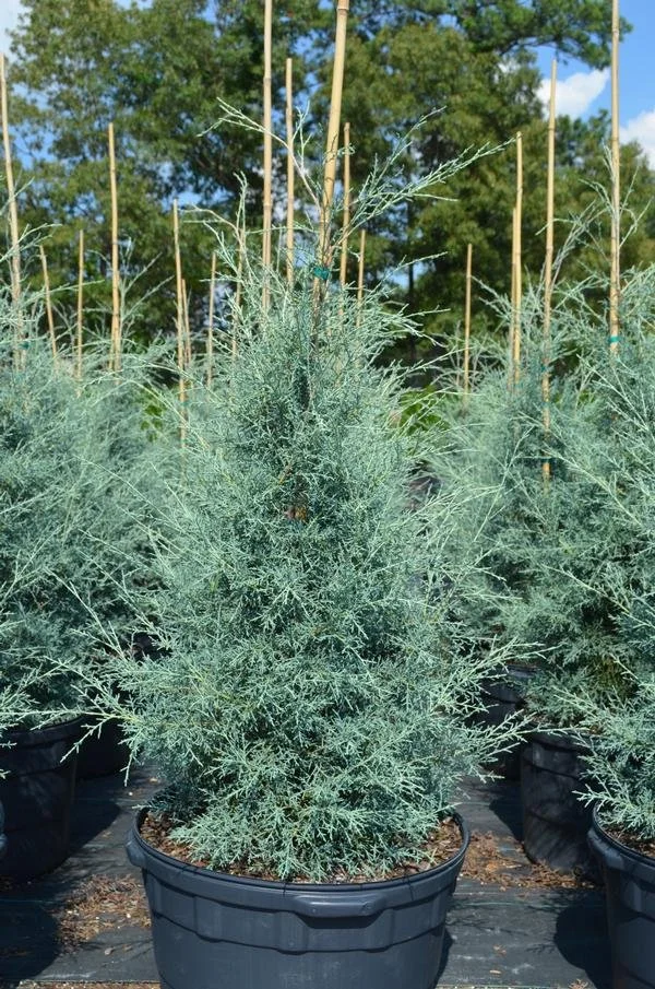 Cupressus arizonica 'Carolina Sapphire' (Carolina Sapphire Arizona Cypress) #15