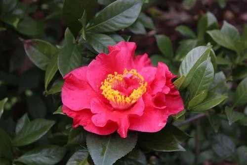 Camellia japonica 'JC Raulston' #3