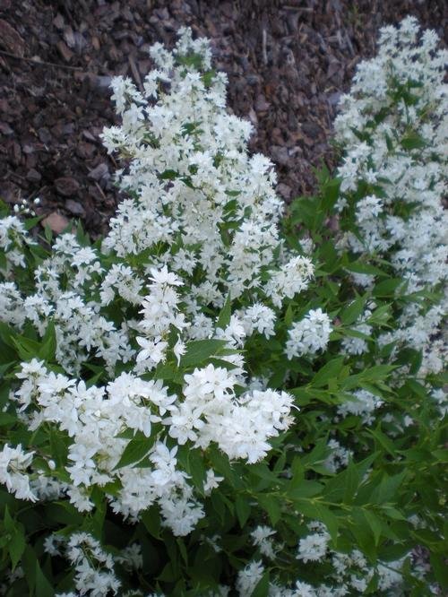 Deutzia gracilis 'Nikko' (Nikko Deutzia) #3
