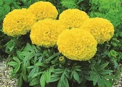 taishan yellow.webp