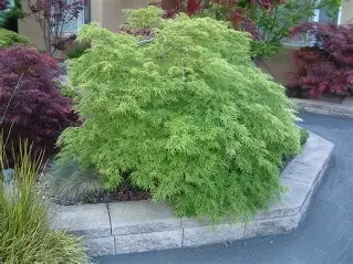 Acer palmatum var. diesssectum 'Viridis' (Viridis Japanese Maple) #7