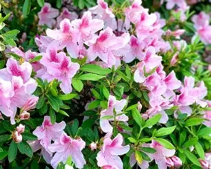 Rhododendron x 'George L. Taber' (George Taber Azalea) #3
