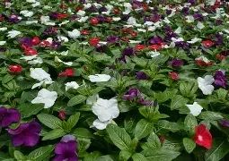 tattoo american pie.webp