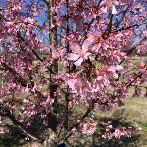Prunus x incamp 'Okame' (Okame Flowering Cherry) #20