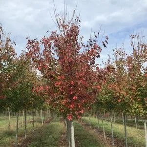 Acer rubrum 'Red Sunset' (Red Sunset Red Maple) 2"B&B