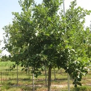 Quercus bicolor (Swamp White Oak) 2" B&B