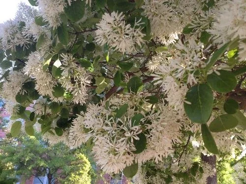 Chioanthus retusus (Fringe Tree) 2" B&B