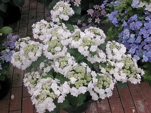 Hydrangea macrophylla 'Wedding Gown' #3