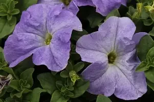 dreams blue skies.webp