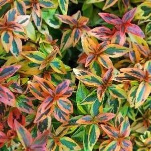 Abelia x grandiflora 'Kaleidoscope' #3