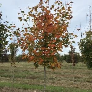 Acer saccharum (Sugar Maple) 2" B&B