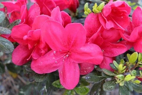 Rhododendron x kurume 'Mother's Day' (Mother's Day Azalea) #3