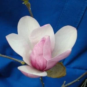 Magnolia x soulangeana 'Jane' (Jane Magnolia) 6' B&B