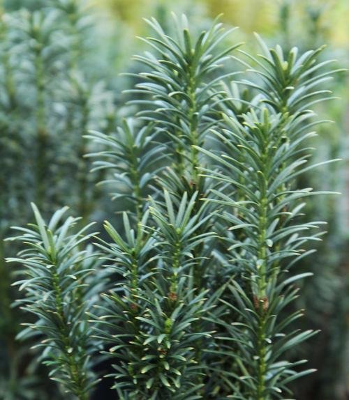 Cephalotaxus harringtonia 'Fastigiata' (Upright Plum Yew) #3