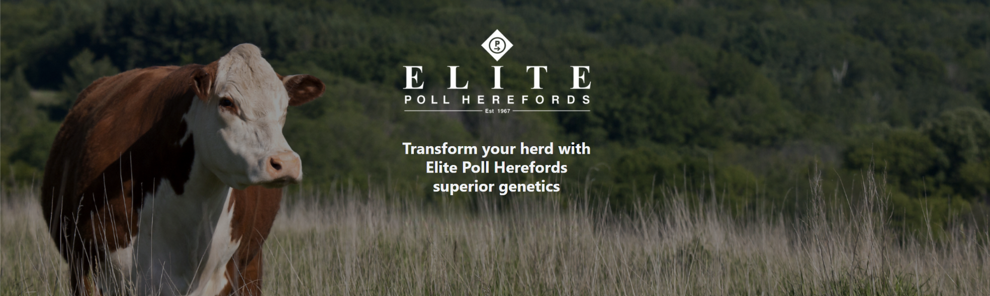 Elite Poll Herefords 