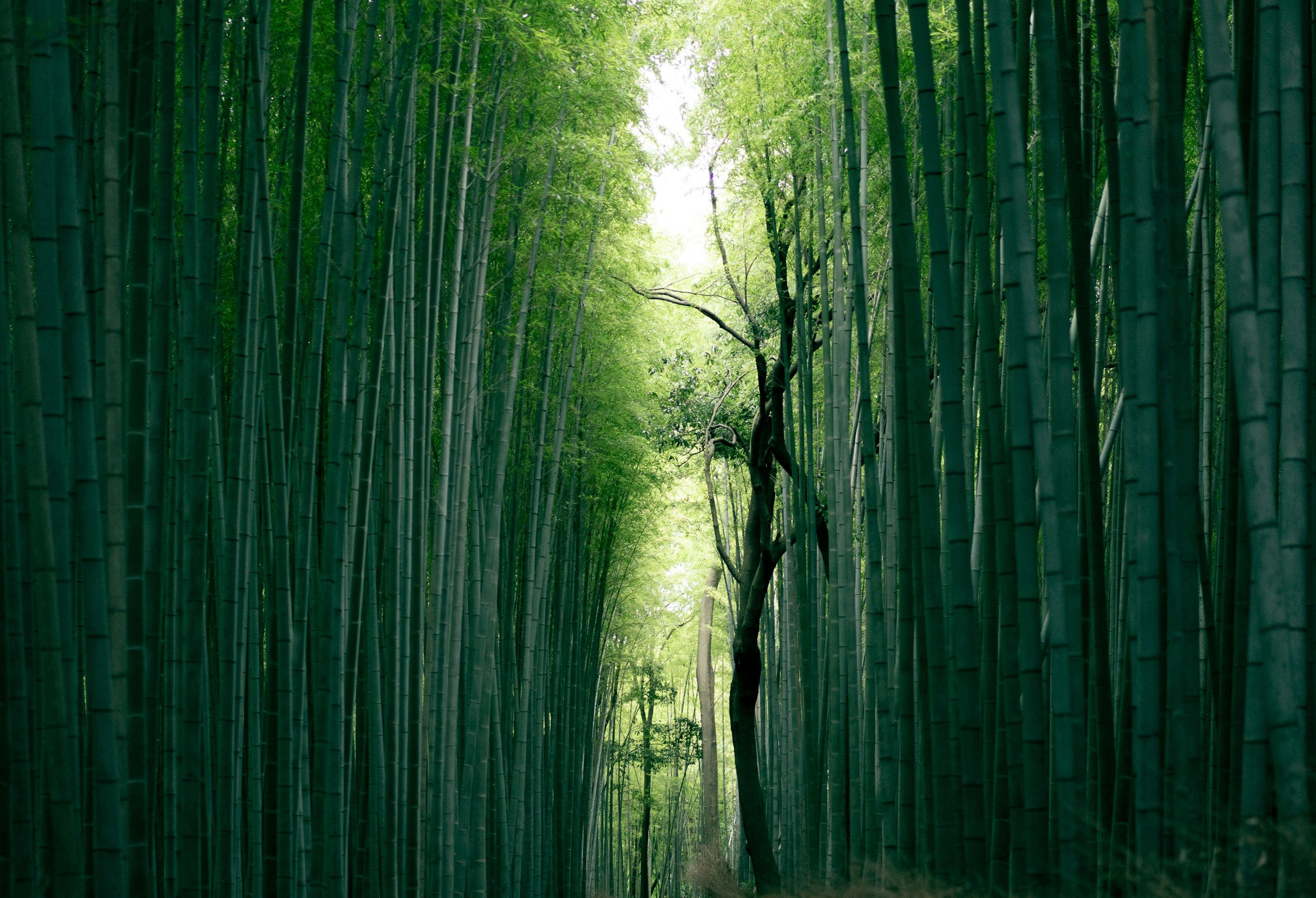 unsplash-image-E0bj4Q53_Dw.jpg
