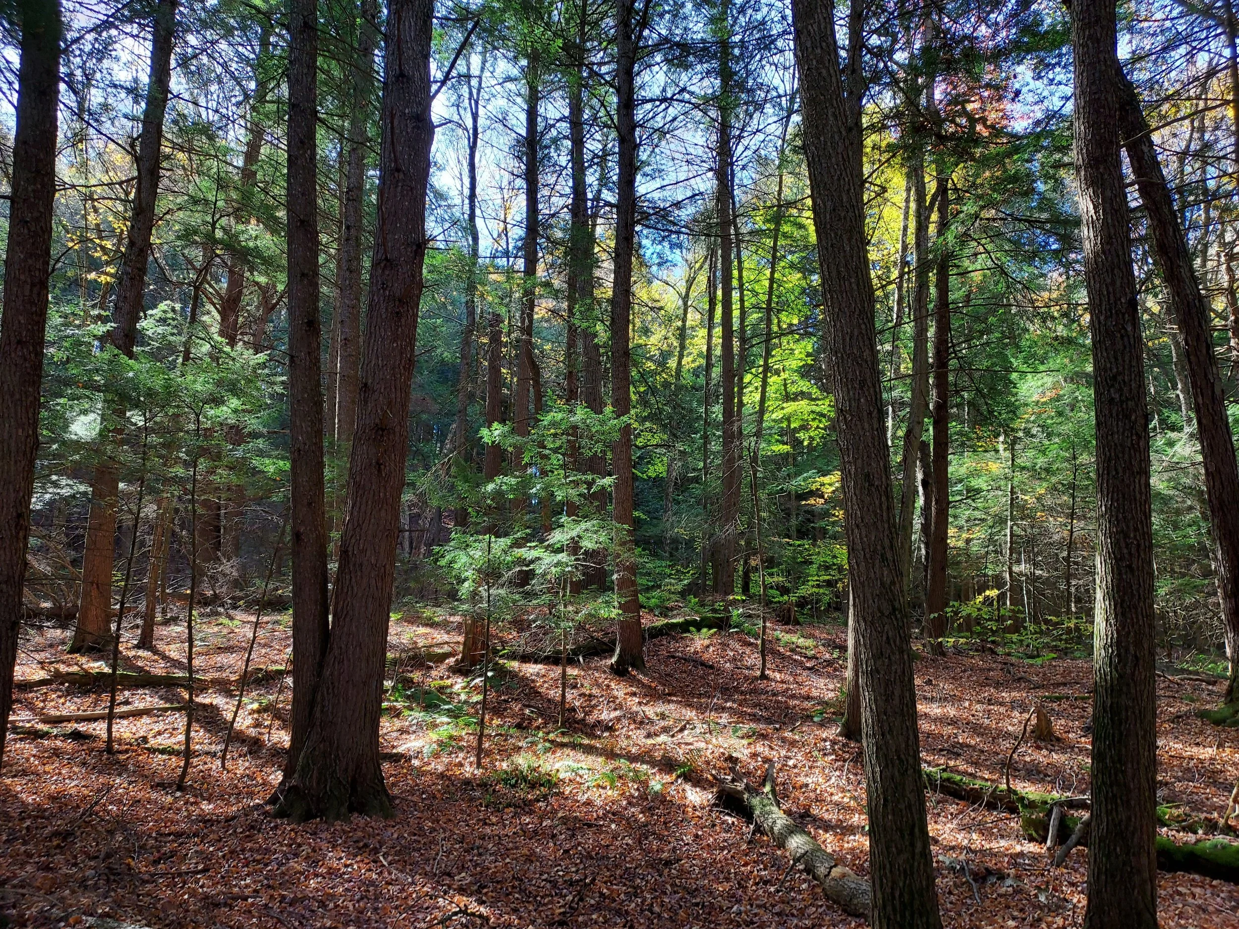 Nature Inspired Tai Chi