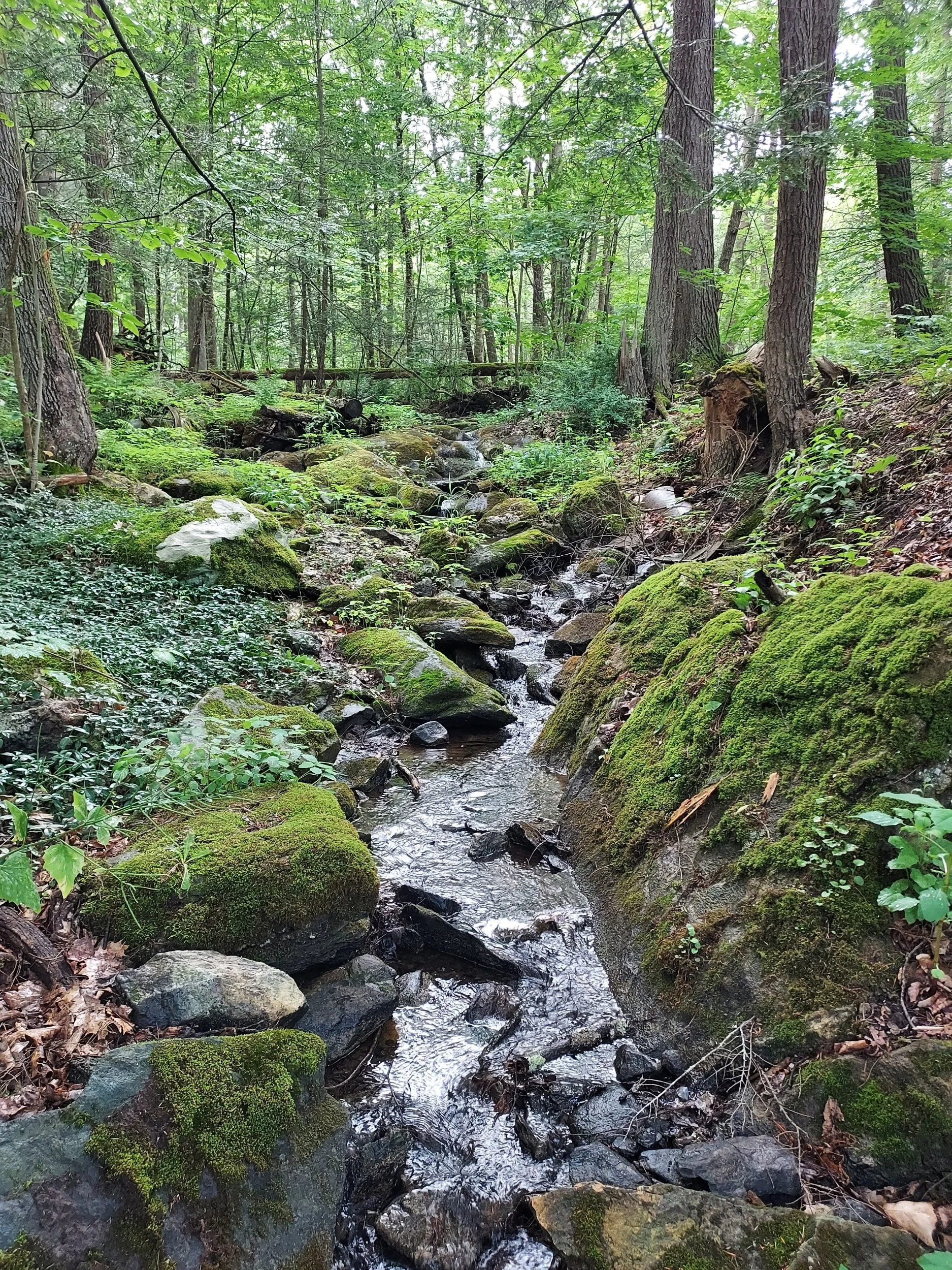 Among the Hemlocks: Beauty, Connection &amp; Restoration at The Mount