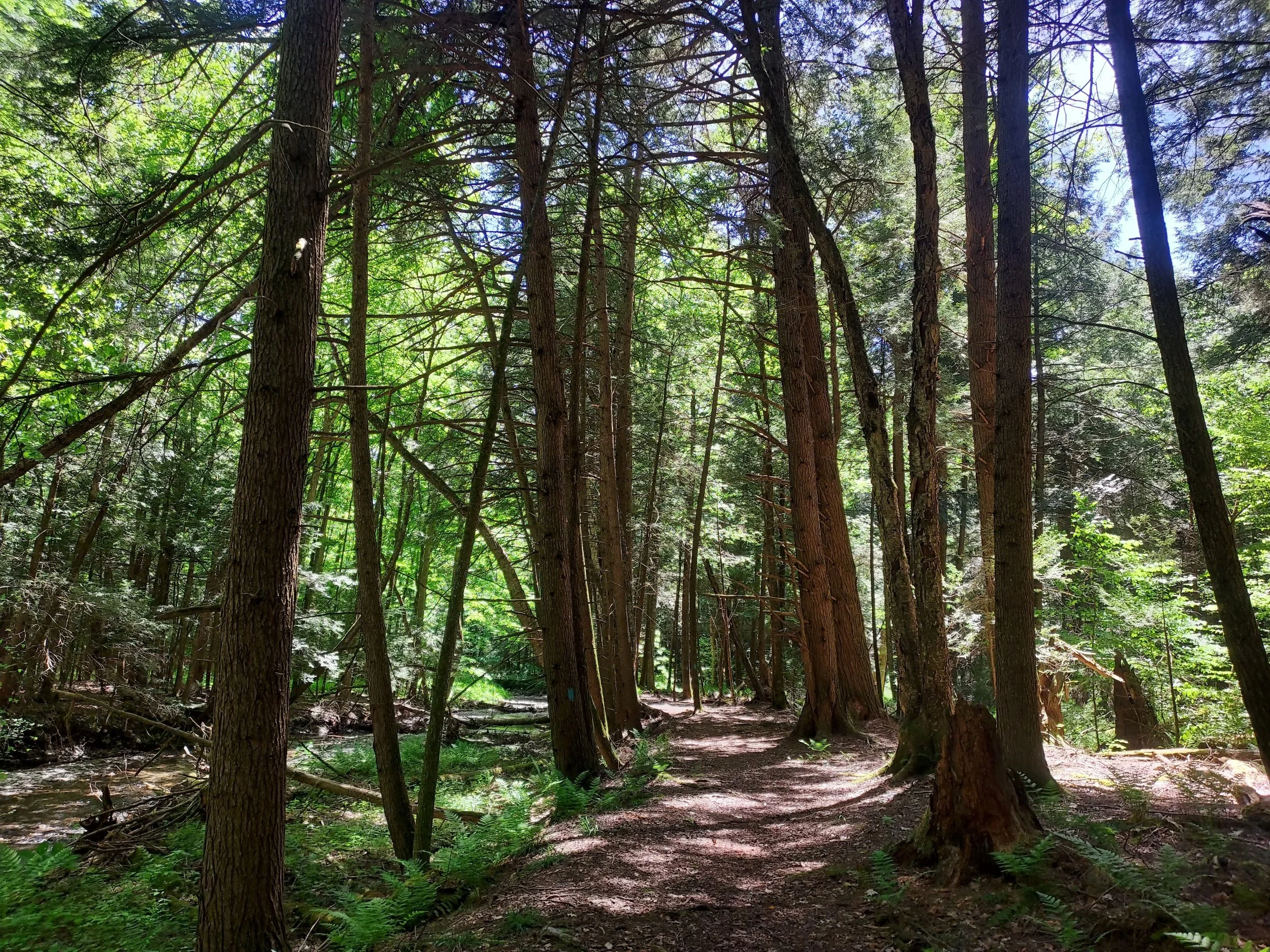 Nature Inspired Tai Chi