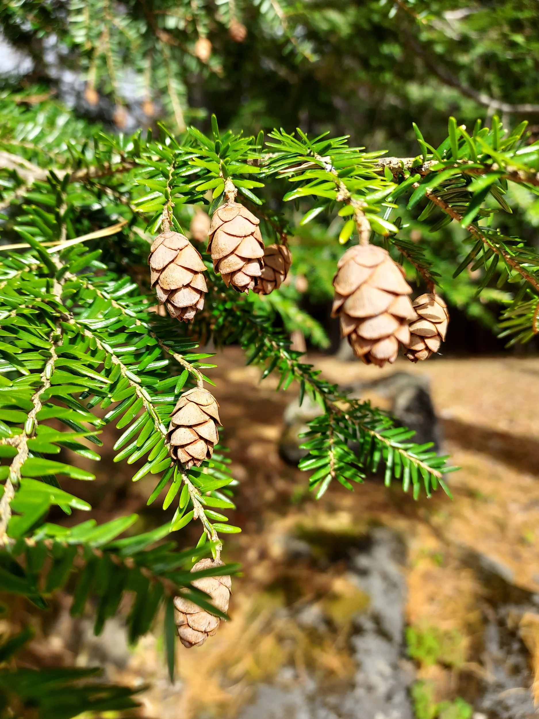 Collect Little Cones for a Big Mission