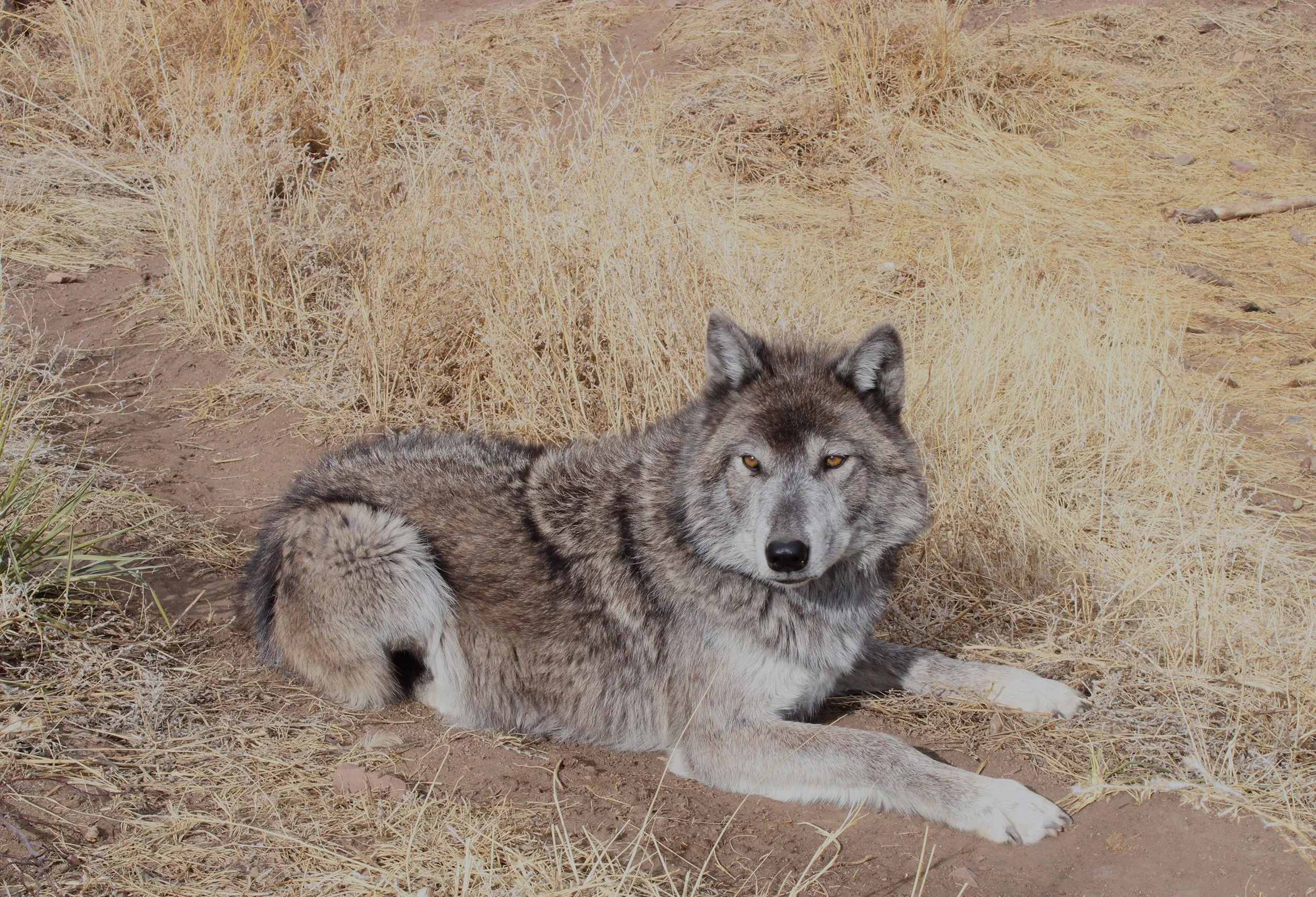 031023_Wolf_JV32sun copy.jpg