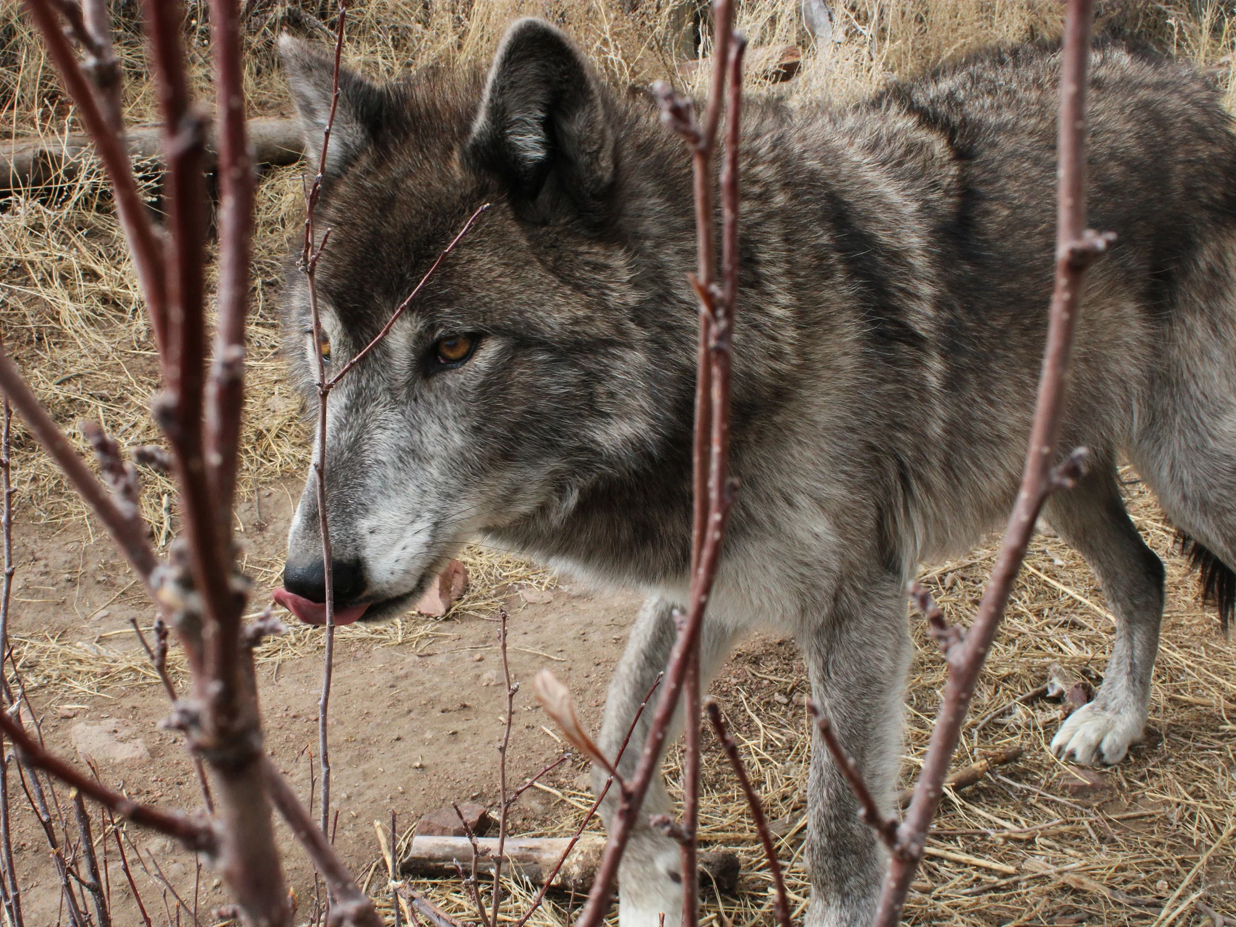 031023_Wolf_JV35sun copy.jpg
