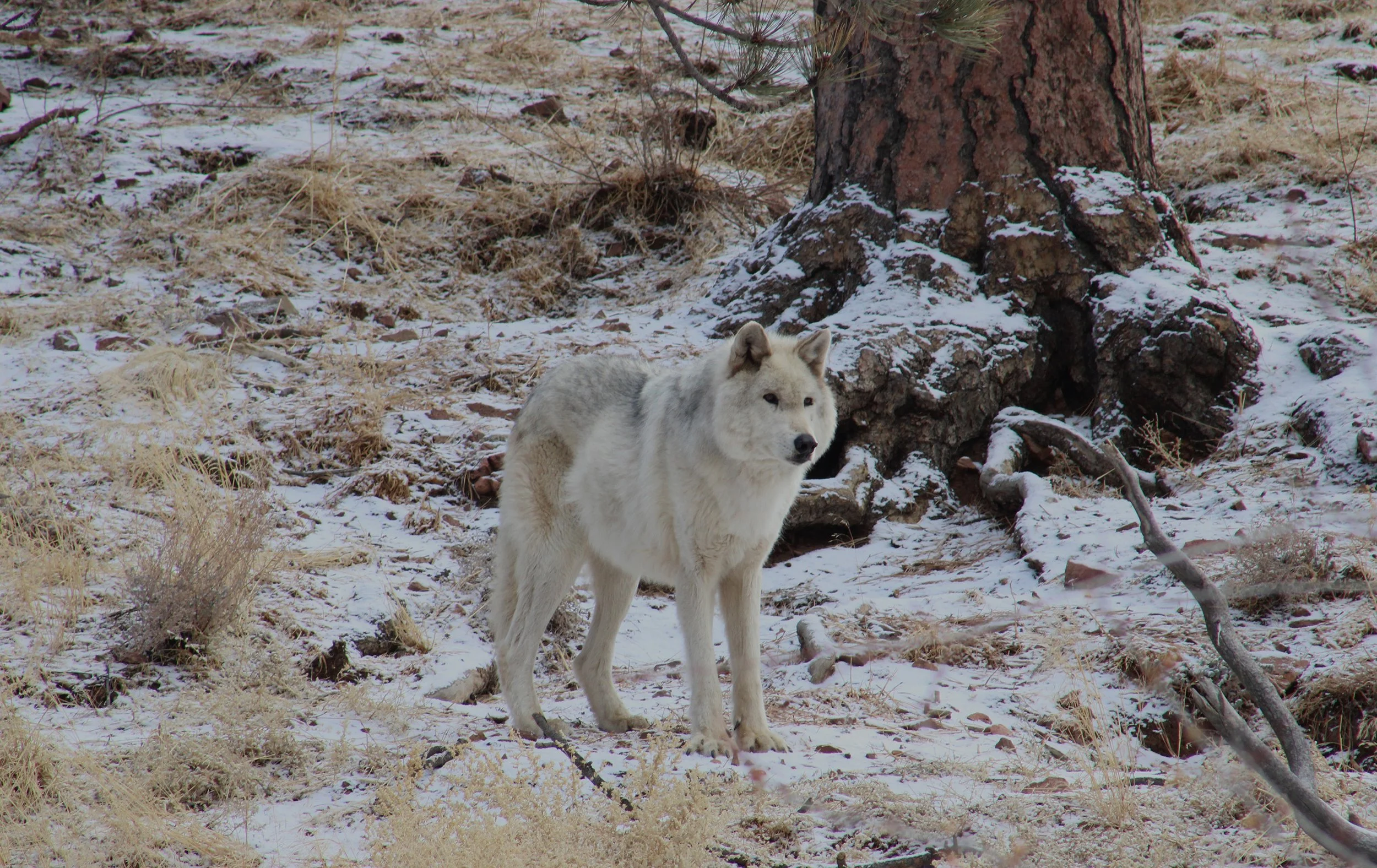 031023_Wolf_JV42sun copy.jpg
