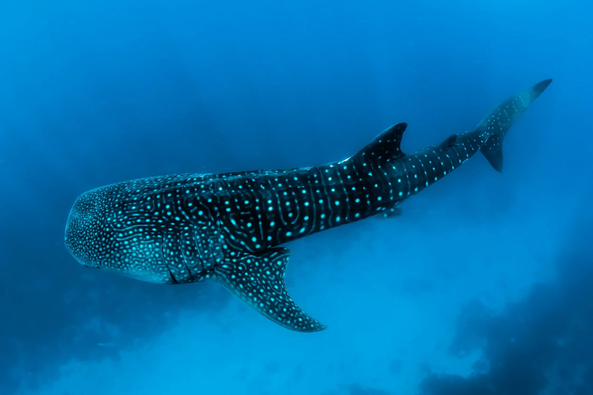 Whale shark swimming in the ocean with a blue background.