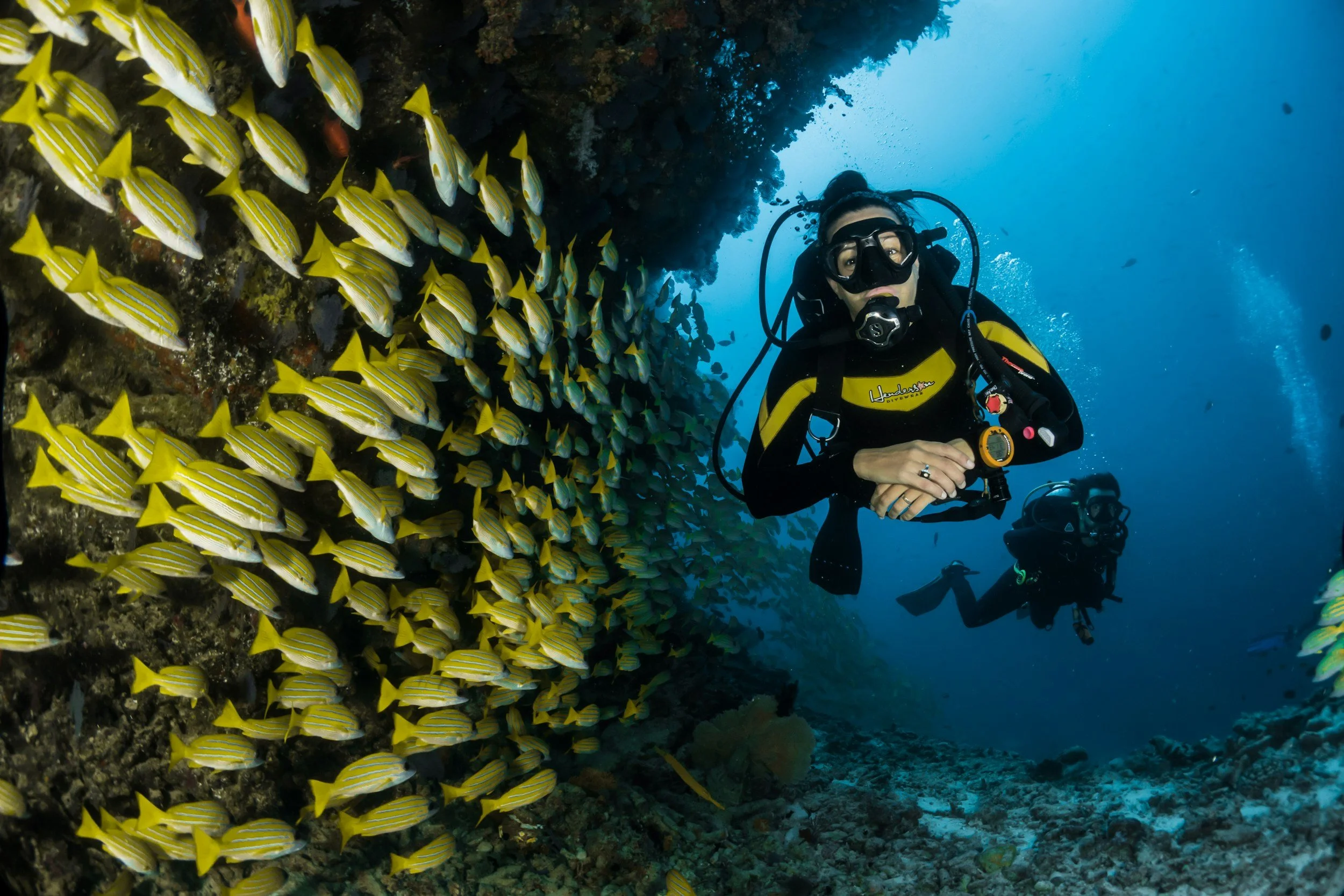 Two scuba divers exploring an underwater reef with a large school of yellow and white striped fish.