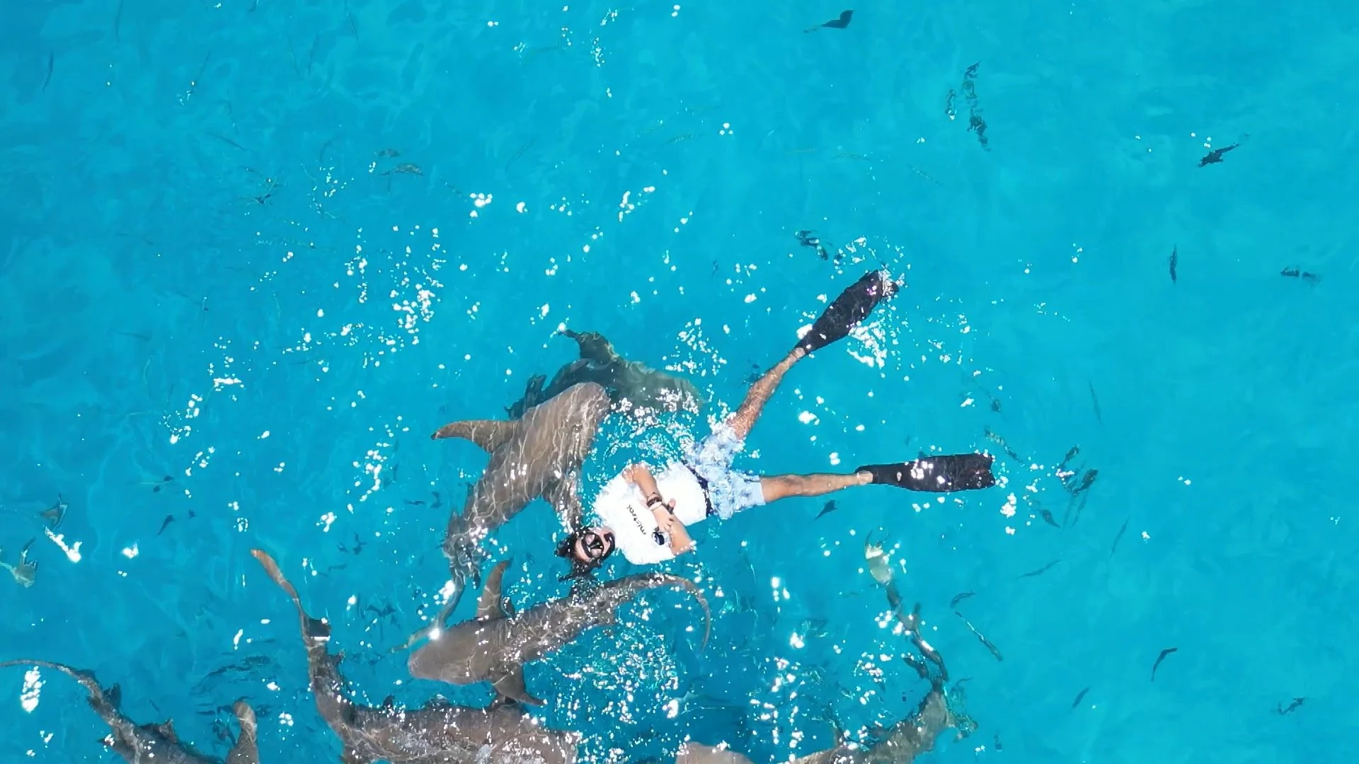 Swimming with Sharks