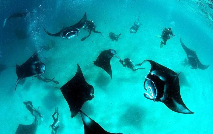 Scuba divers underwater swimming with manta rays.